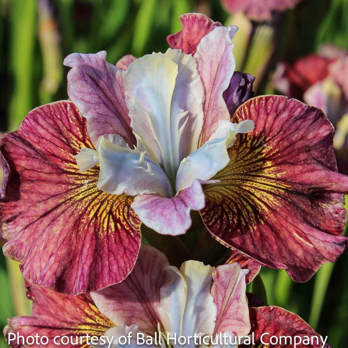#1 Iris sibirican Peacock 'Painted Woman'/ Pink and Yellow Siberian