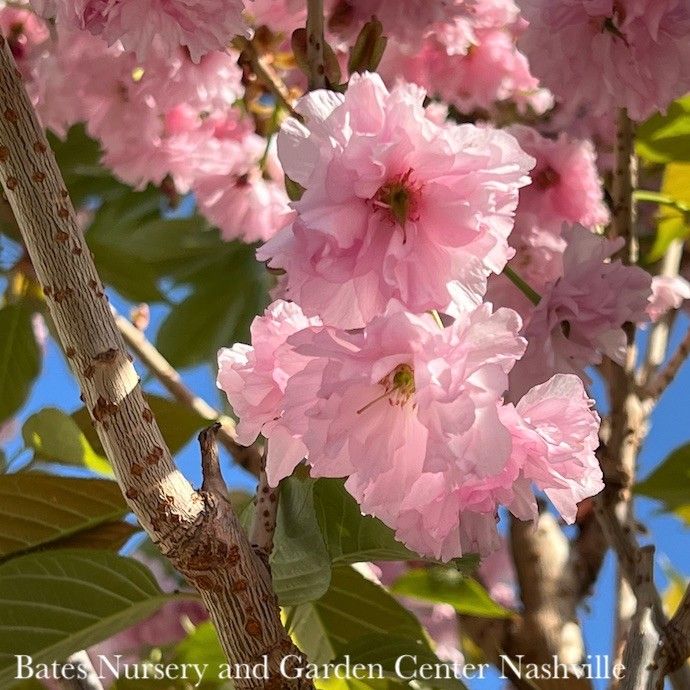 #5 Prunus ser Kwanzan/ Double Pink Flowering Cherry