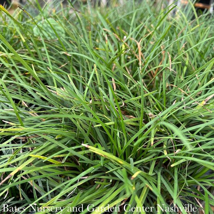 #1 Ophiopogon japonicus/ Mondo Grass