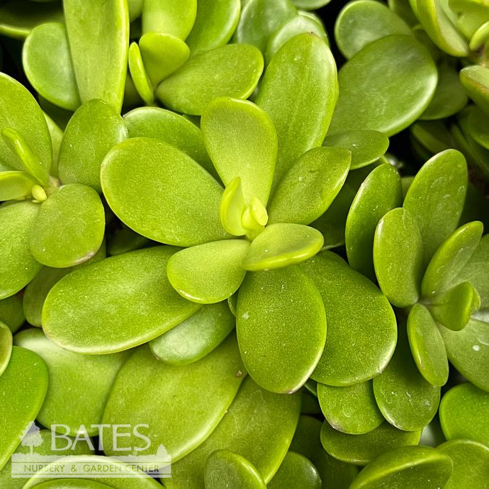 6hb! Senecio Jacobsenii /Trailing Jade Variegated Succulent Hanging Basket /Tropical