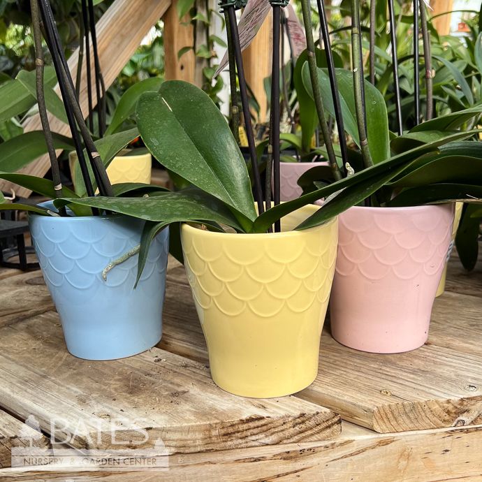 5p! Orchid Phalaenopsis Double Ceramic /Tropical