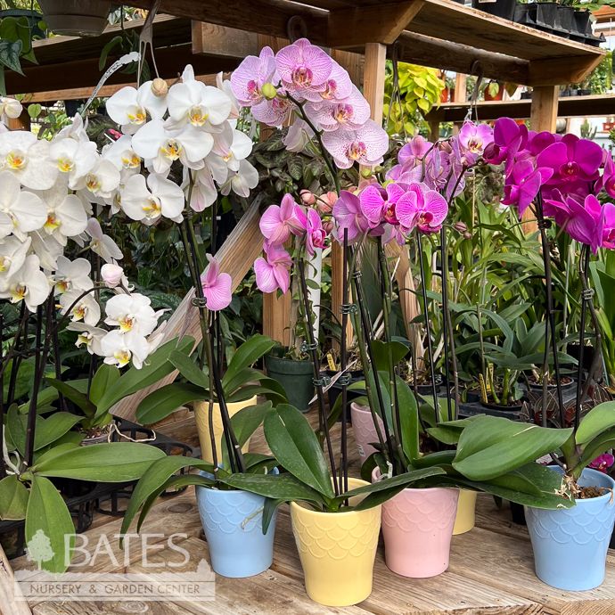 5p! Orchid Phalaenopsis Double Ceramic /Tropical