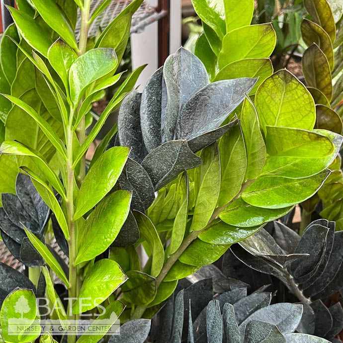 4p! Zamioculcus Oscura / ZZ Plant /Tropical