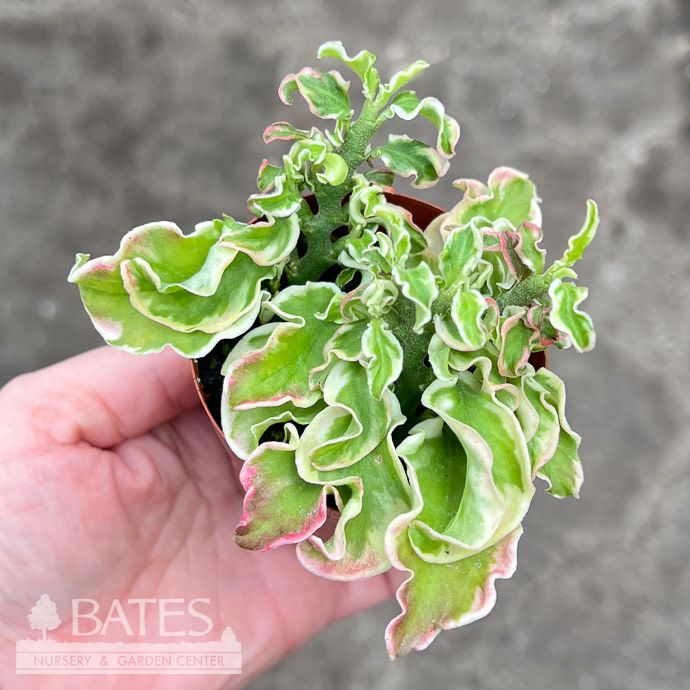 4p! Pedilanthus Devil's Backbone Curly Variegated Succulent /Tropical