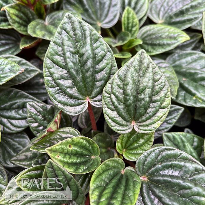 4p! Peperomia Ripple Amazones /Tropical