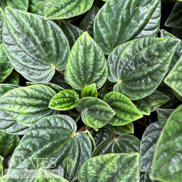 4p! Peperomia Ripple Amazones /Tropical
