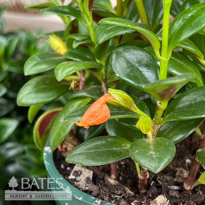 8hb! Columnea /Tropicana Goldfish Plant Hanging Basket /Tropical
