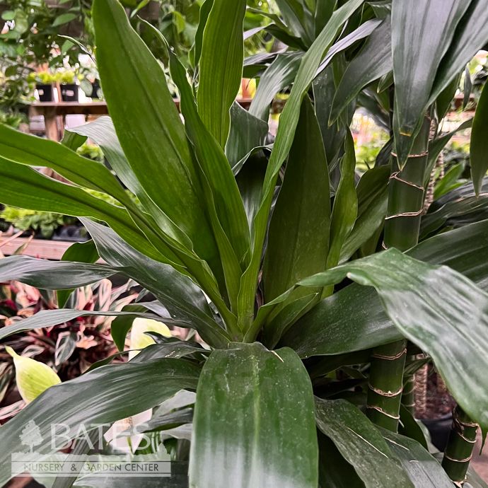 12p! Dracaena Elegance Cane 4ppp /Tropical
