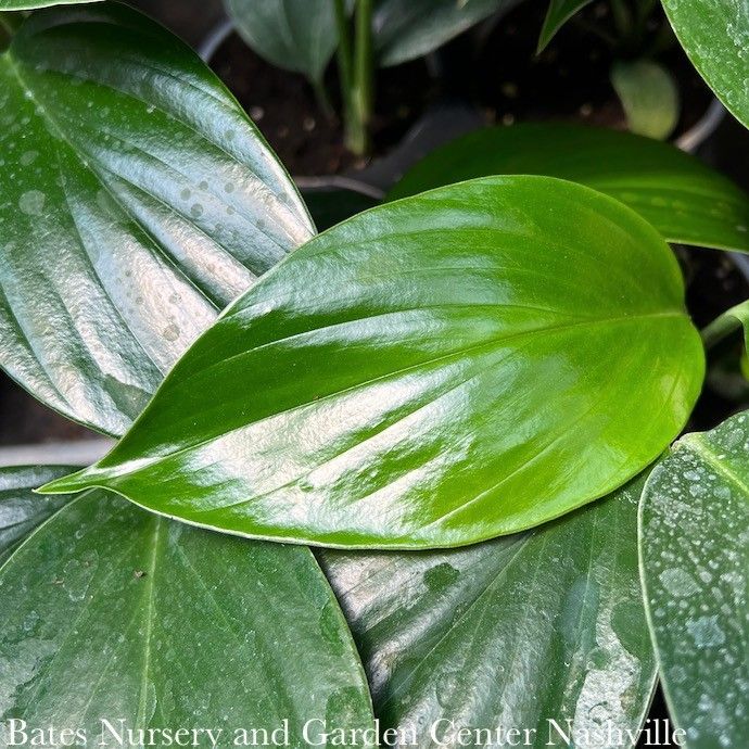 10p! Rhaphidophora decursiva /Dragon Tail /Tropical