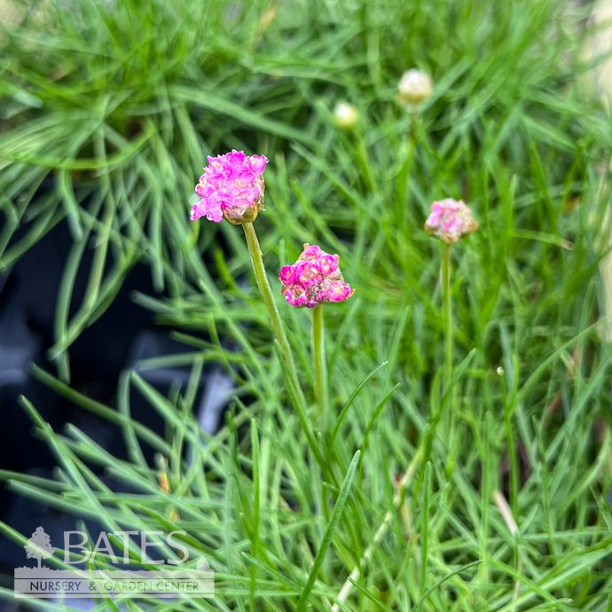 QP Armeria maritima Splendens/ Common Pink Thrift