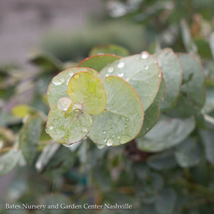 Tropical #2 Eucalyptus cinerea/ Silver Dollar Bush - No Warranty