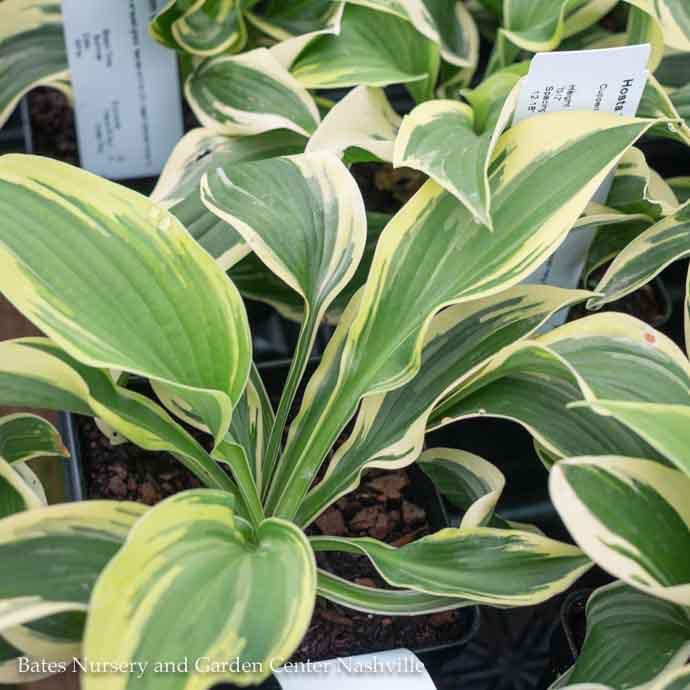 QP Hosta Brim Cup