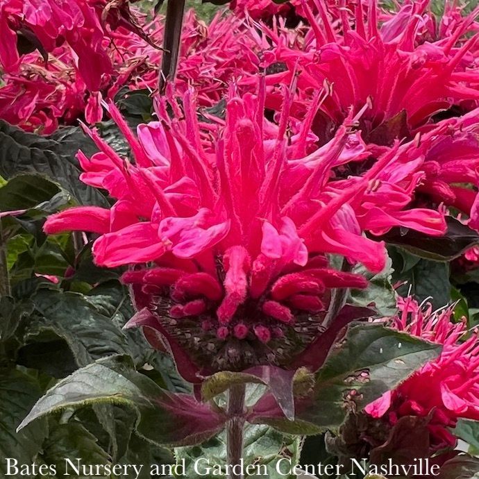 #1 Monarda did PW Pardon My Cerise/ Dark Pink Beebalm Native (TN)