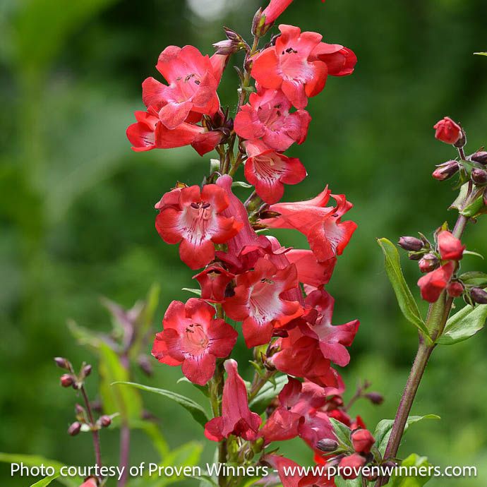 QP Penstemon x PW Cherry Sparks/ Red Beardtongue