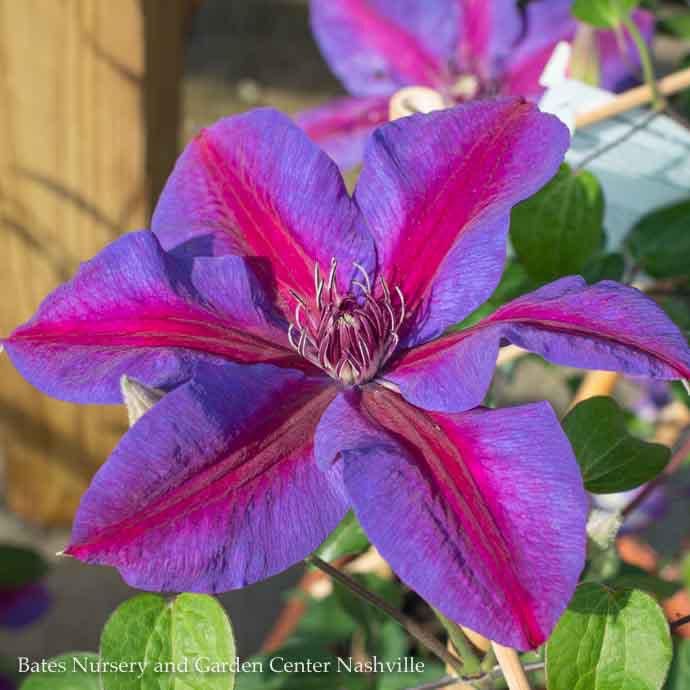 10P Clematis Mrs N Thompson/ Purple and Red