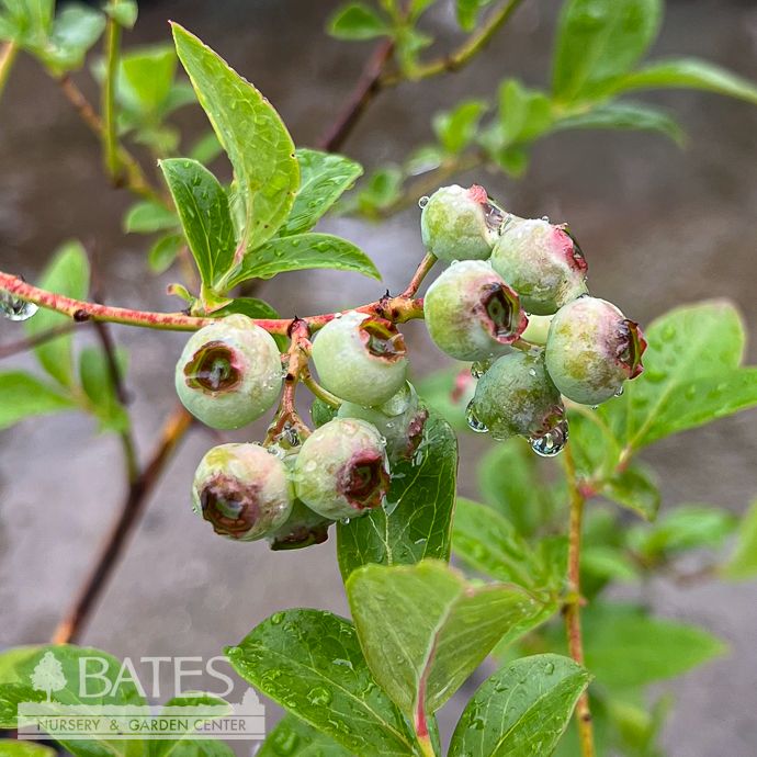 Edible #2 Vaccinium cory Bluegold/ Blueberry