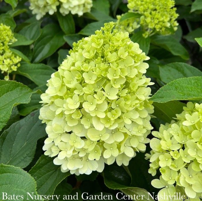 #5 Hydrangea pan Sweet Starlight/ Compact White to Pink Panicle