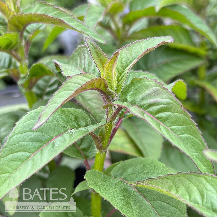 #1 Monarda did Bee-Mine 'Red'/ Beebalm Native (TN)