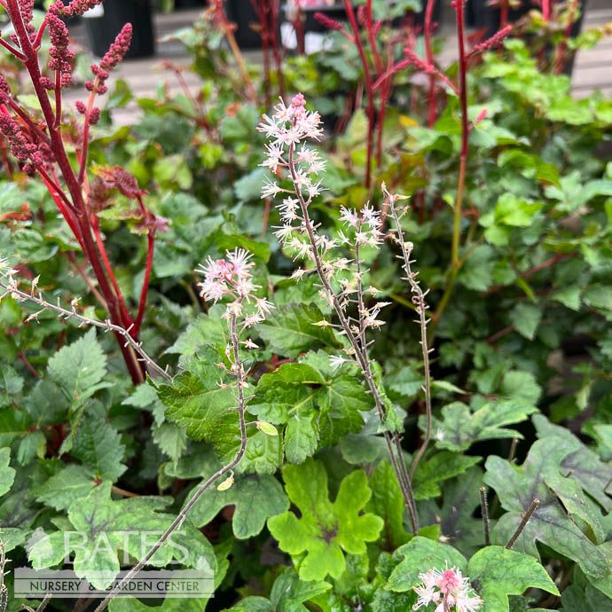 #1 Tiarella x Spring  Symphony/ Foam Flower