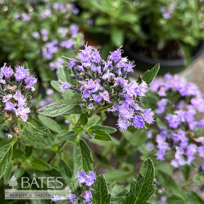 #1 Caryopteris Blue Dune/ Bluebeard