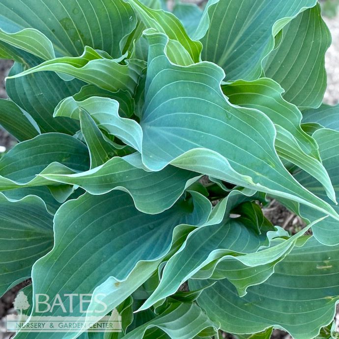 #1 Hosta Dancing with Dragons/ Blue