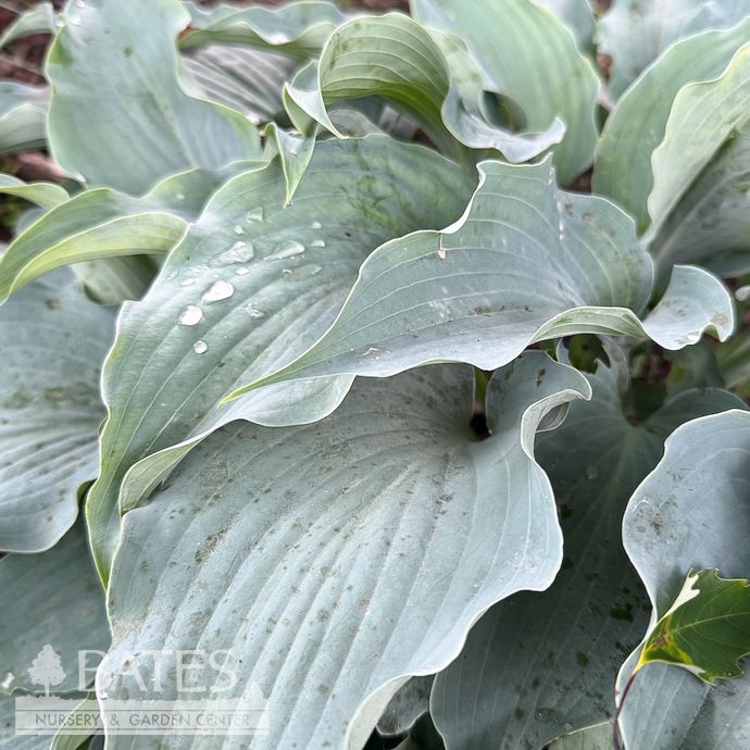 #1 Hosta Dancing with Dragons/ Blue