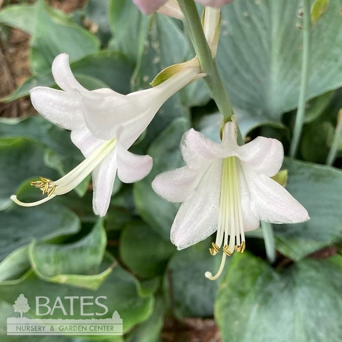 #1 Hosta Dancing with Dragons/ Blue