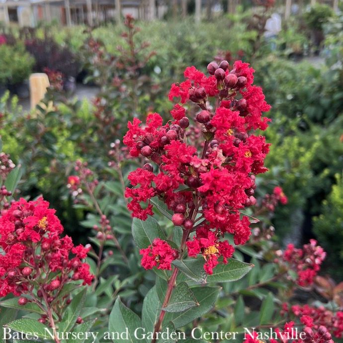 Topiary Patio Tree #5 Lagerstroemia Enduring Summer 'Red'/ Dwarf Crape Myrtle