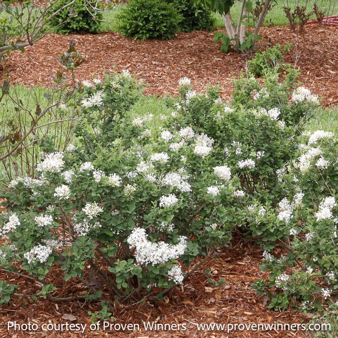 #3 Syringa PW Bloomerang 'Showmound'/ White Reblooming Lilac