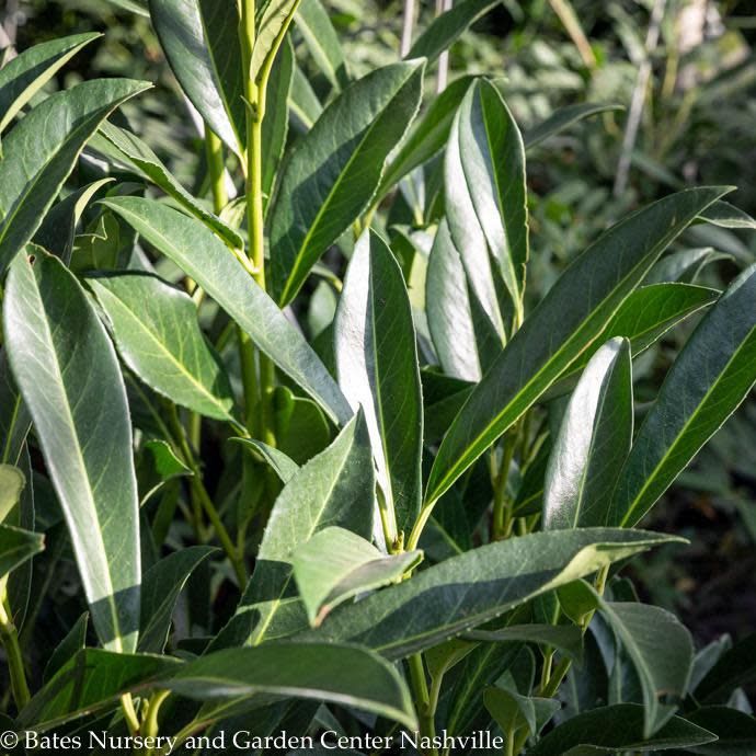 #3 Prunus lauro Schipkaensis/ Schip Cherry Laurel