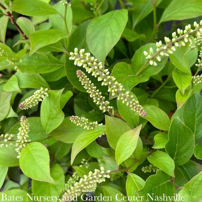 #1 Itea virginica Short N' Sweet/ Virginia Sweetspire Native (TN)