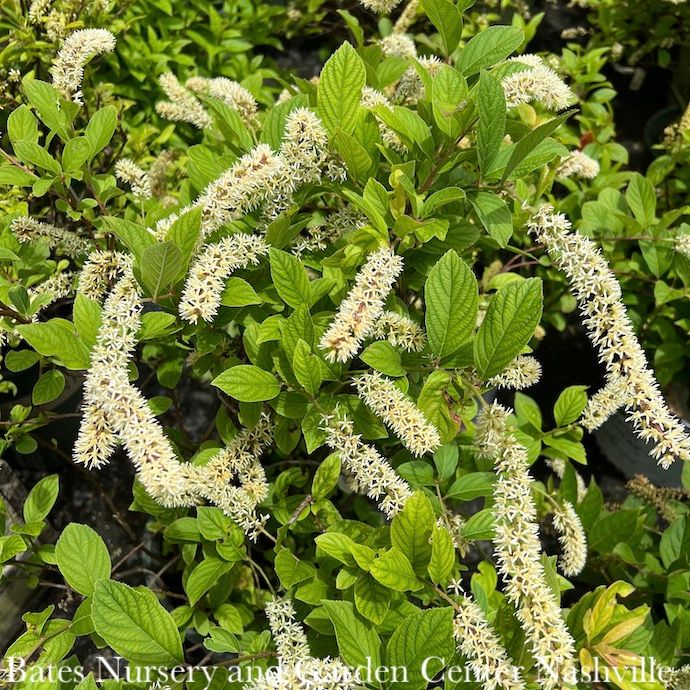 #2 Itea virginica Henry's Garnet/ Virginia Sweetspire Native (TN)