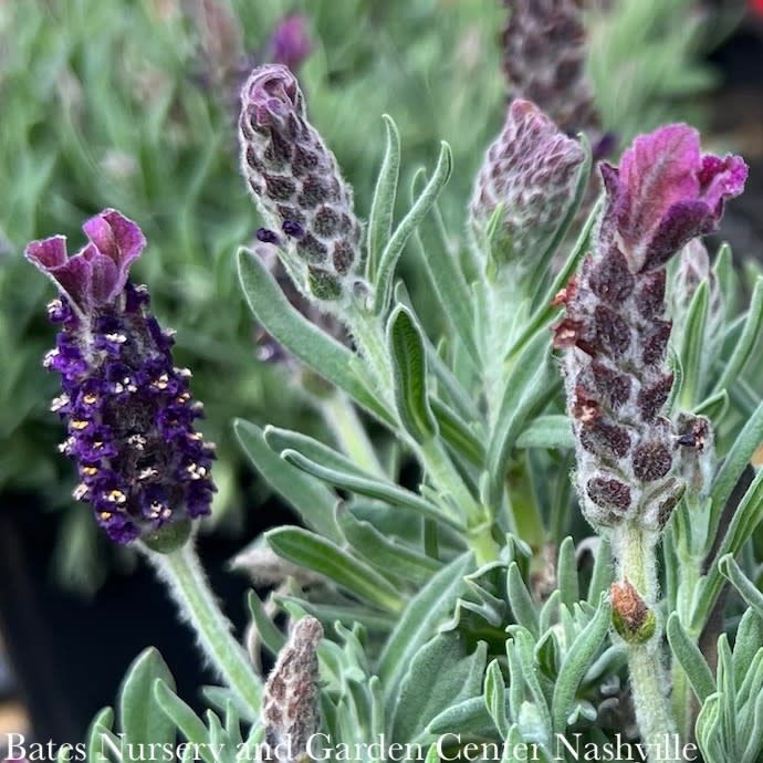 #1 Lavandula Anouk Deep Rose/ Spanish Lavender - No Warranty