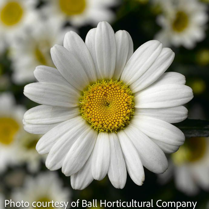#1 Leucanthemum x superbum Western Star 'Leo'/ Shasta Daisy