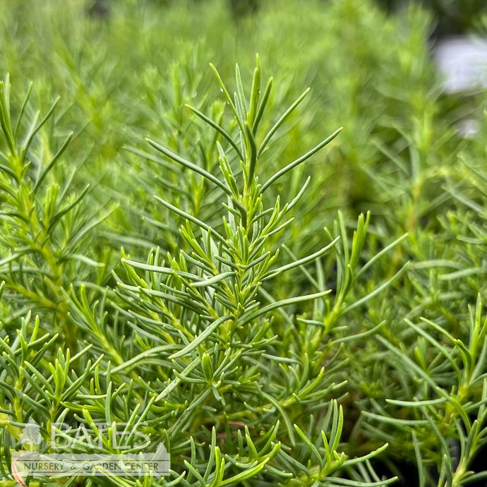 #1 Penstemon pin SteppeSuns 'Sunset Glow'/ Orange Pineleaf