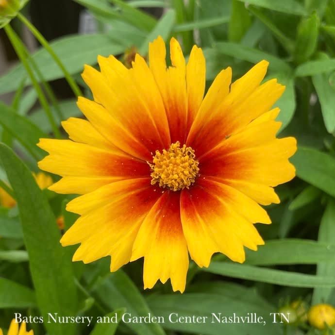 #1 Coreopsis x PW UpTick 'Gold &amp; Bronze'/ Compact Tickseed