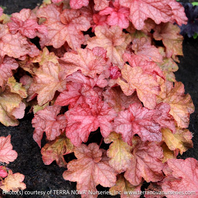 #1 Heuchera x Peach Smoothie/ Coral Bells