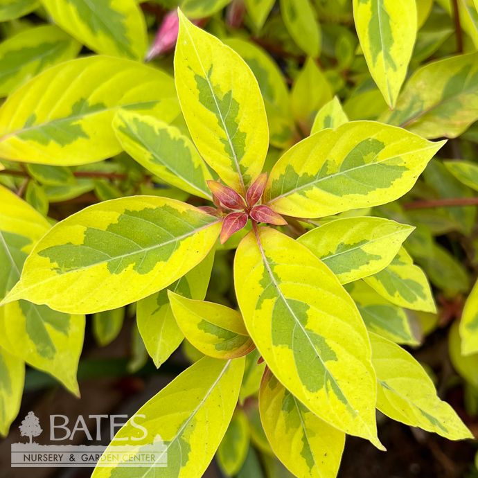 Tropical #3 Hamelia Patens Lime Sizzler/ Firebush