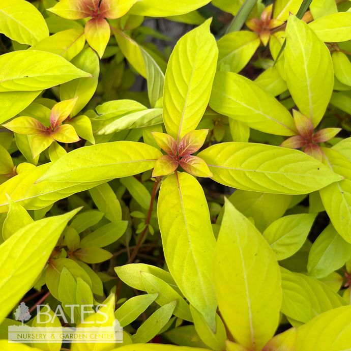 Tropical #3 Hamelia Patens Lime Sizzler/ Firebush