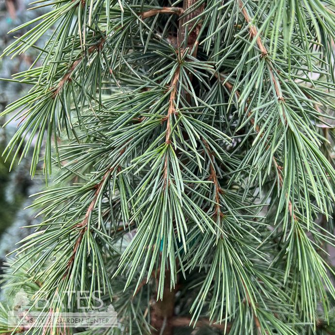 #5 Cedrus atl Aurea/ Golden ATLAS Cedar