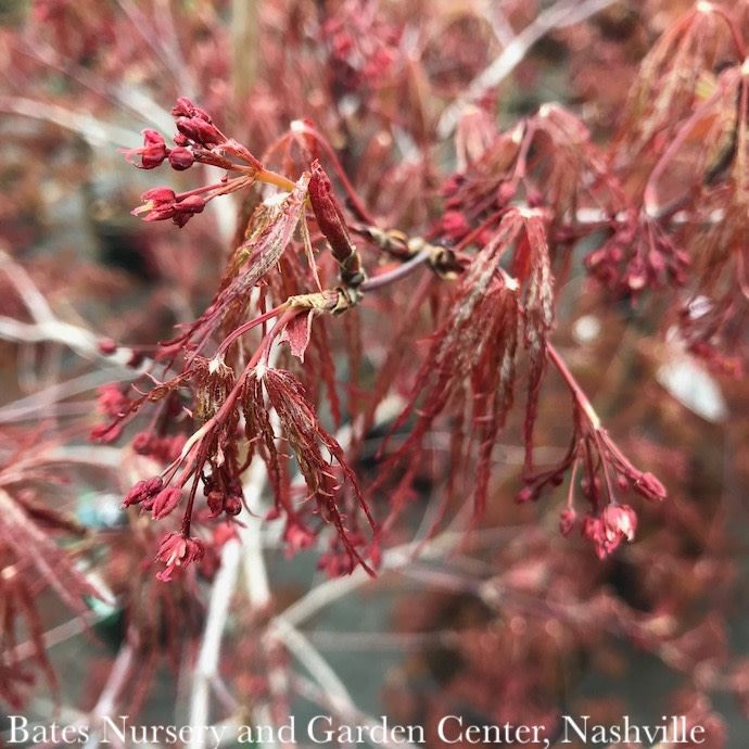 #15 Acer pal var diss Ever Red/ Weeping Red Japanese Maple