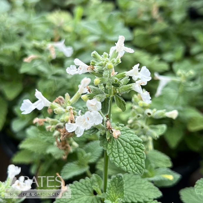 #1 Nepeta Serene Frost/ White Catmint