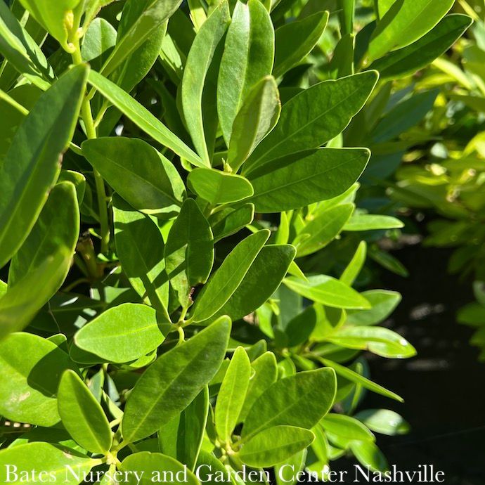 #3 Illicium parviflorum/ Yellow Anise Native (R)