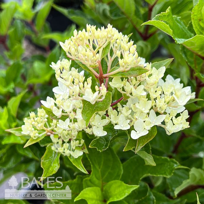 #3 Hydrangea pan FE Spring Sizzle/ Panicle