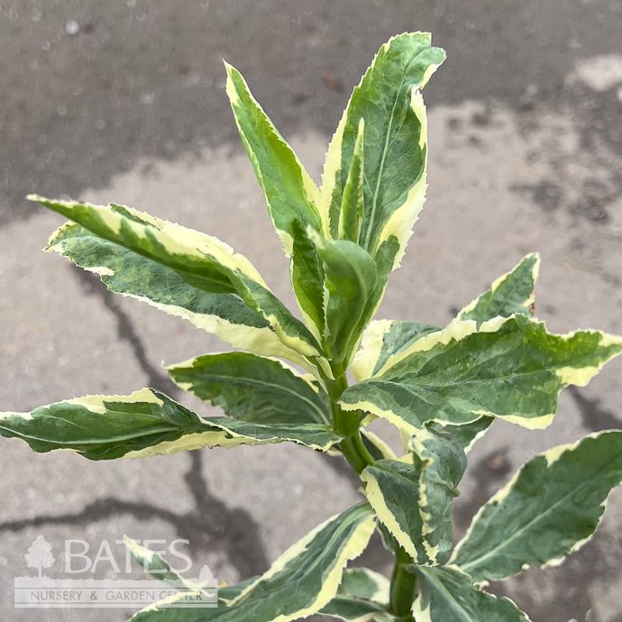 #1 Physostegia virginiana Variegated/ Obedient Plant Native (TN)