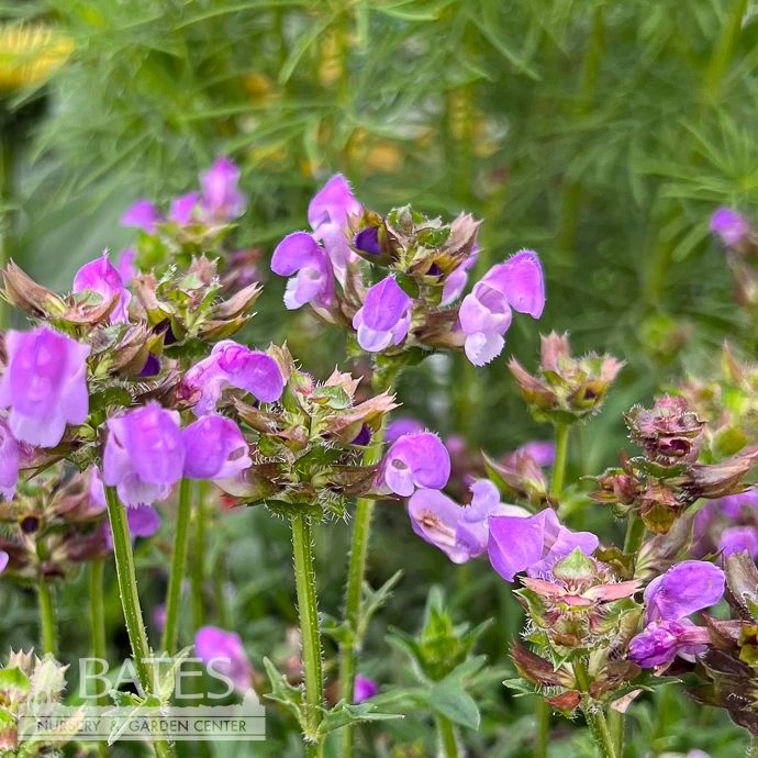 #1 Prunella vul Magdalena/ Self-heal