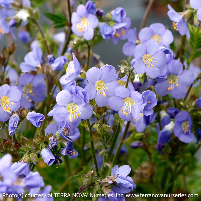 #1 Polemonium rep Hurricane Ridge/ Jacob's Ladder Native (TN)