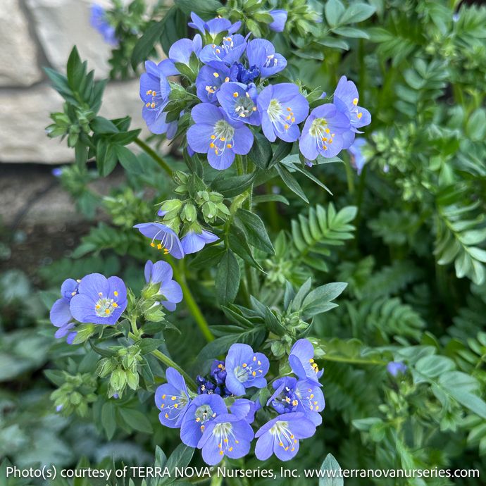 #1 Polemonium rep Hurricane Ridge/ Jacob's Ladder Native (TN)
