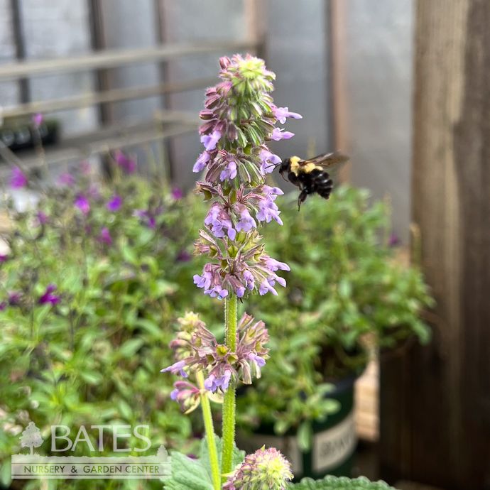 #1 Salvia verticillata/ Lilac Whorled Sage