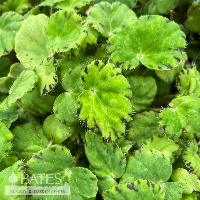 4p! Begonia Zumba  /Tropical